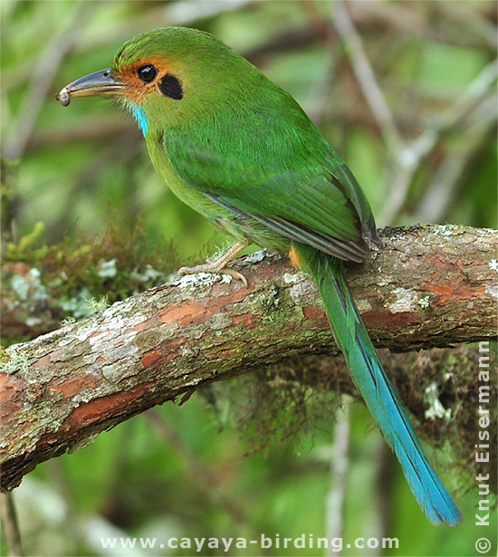 Blue-throated Motmot