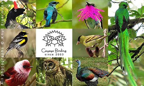 Vögel Guatemalas