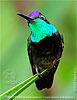 Männchen Violettkron-Brillantkolibri