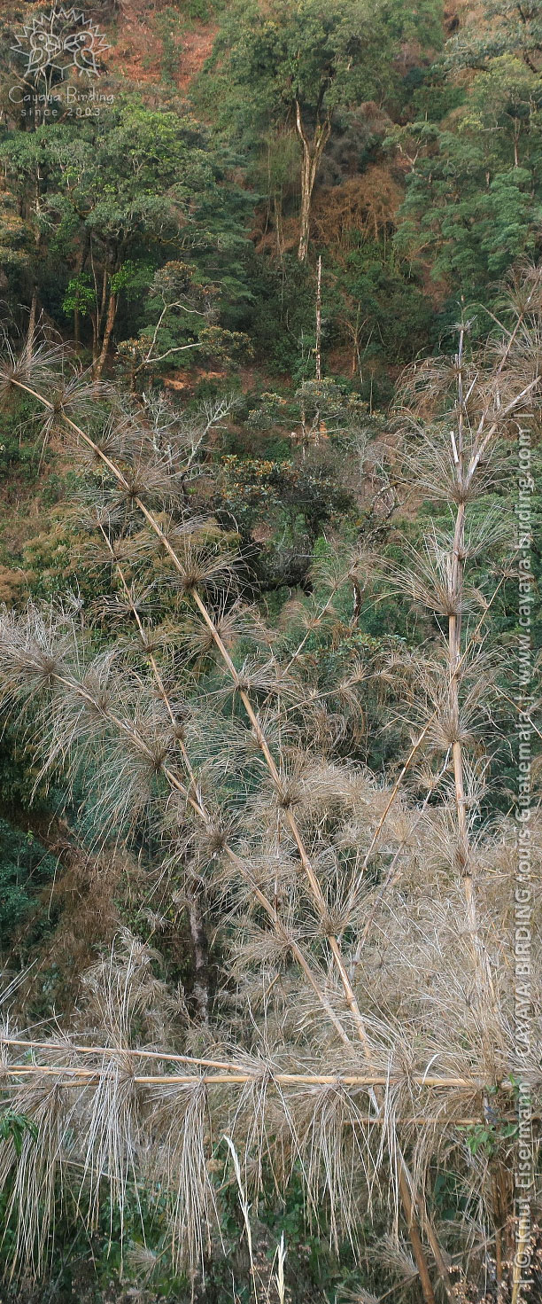 Absterbender Chusquea-Bambus nach der Blüte im Hochland von Guatemala.