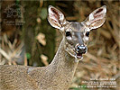White-tailed Deer <i>Odocoileus virginianus</i>, dpto. Suchitepéquez.