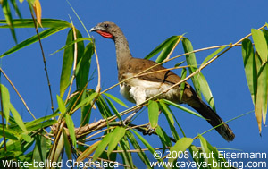 White-bellied Chachalaca
