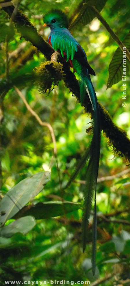 Resplendent Quetzal