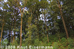 Wald am Restaurant Rinc&oacute;n Suizo
