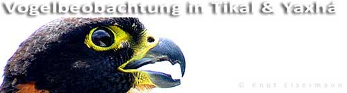 Vogelbeobachtung in Tikal und Yaxhá Birding