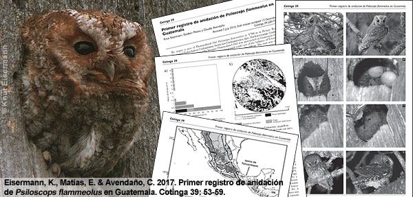 Eisermann, K., E. Matías & C. Avendaño (2017) Primer registro de anidación de <i>Psiloscops flammeolus</i> en Guatemala. Cotinga 39: 53-59.