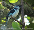 Cabanistangare bbeobachtet auf CAYAYA BIRDING Tour