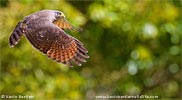 Wegebussard, von Kevin Bartlett