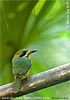 Zwergmotmot, von Kevin Bartlett