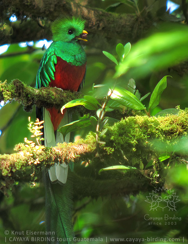 Quetzal, CAYAYA BIRDING Quetzal Touren in Guatemala