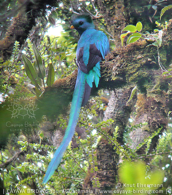 Quetzal während Mauser, CAYAYA BIRDING Quetzal Touren in Guatemala