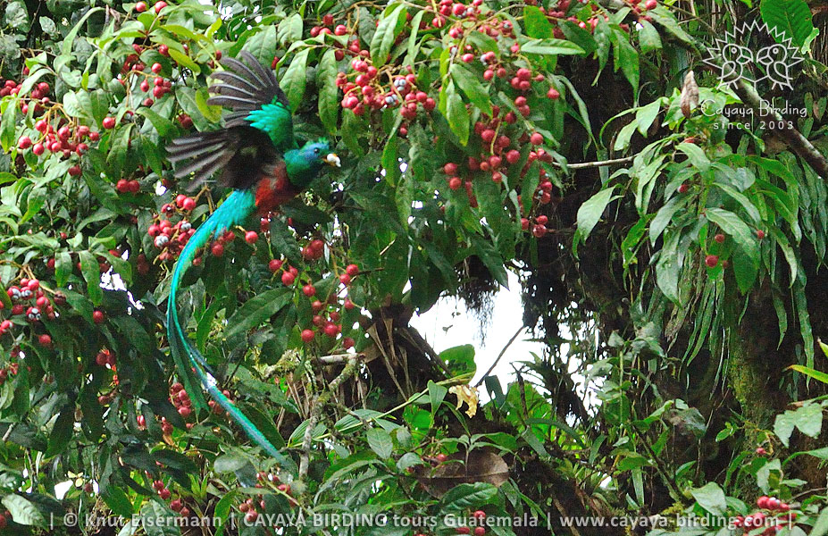 Resplendent Quetzal, CAYAYA BIRDING Quetzal Touren in Guatemala