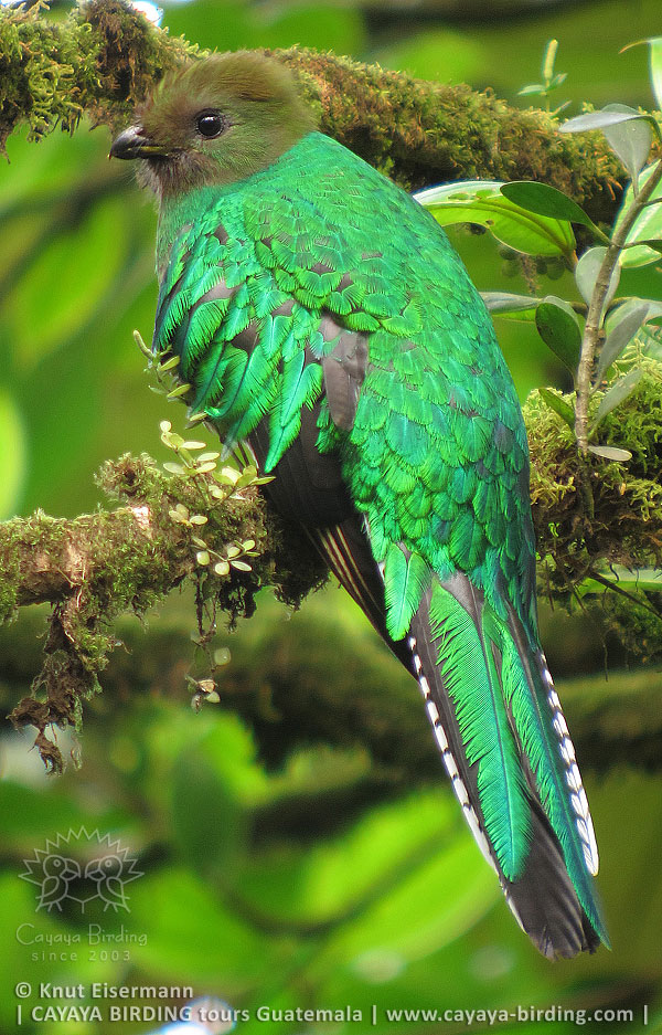 Quetzal Weibchen, CAYAYA BIRDING Quetzal Touren in Guatemala