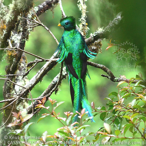 Quetzal, CAYAYA BIRDING Quetzal Touren in Guatemala