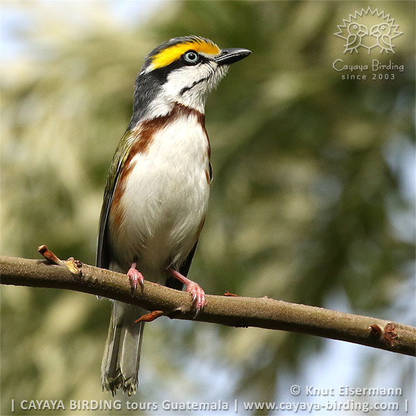 Brustbandvireo, CAYAYA BIRDING Tagestouren zur Vogelbeobachtung von Antigua und Guatemala Stadt