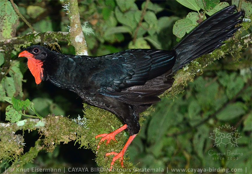 Schluchtenguan, CAYAYA BIRDING Zielarten-Touren in Guatemala
