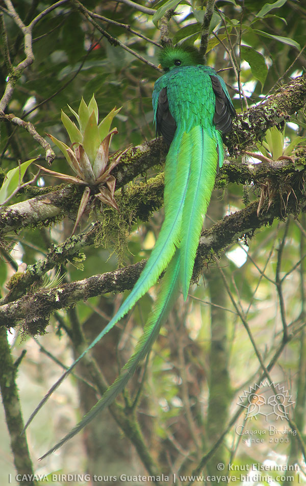 Quetzal, CAYAYA BIRDING Guatemala Hochland Endemiten Plus Tour
