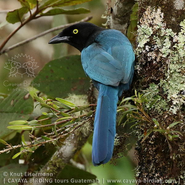 Hartlaubblaurabe, CAYAYA BIRDING Tagestouren zur Vogelbeobachtung von Antigua und Guatemala Stadt