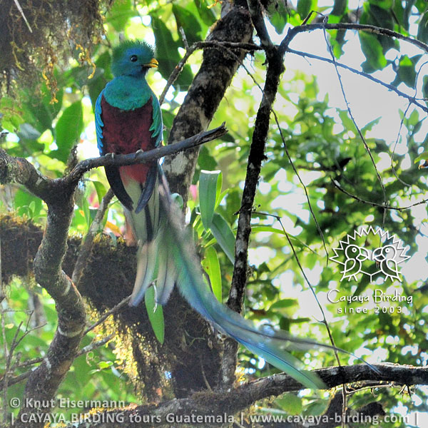Quetzal, CAYAYA BIRDING Tour Endemiten des Hochlandes von Guatemala