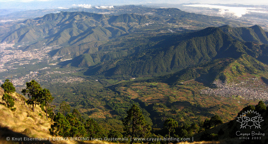 Antigua Guatemala, CAYAYA BIRDING Tagestouren zur Vogelbeobachtung von Antigua und Guatemala Stadt