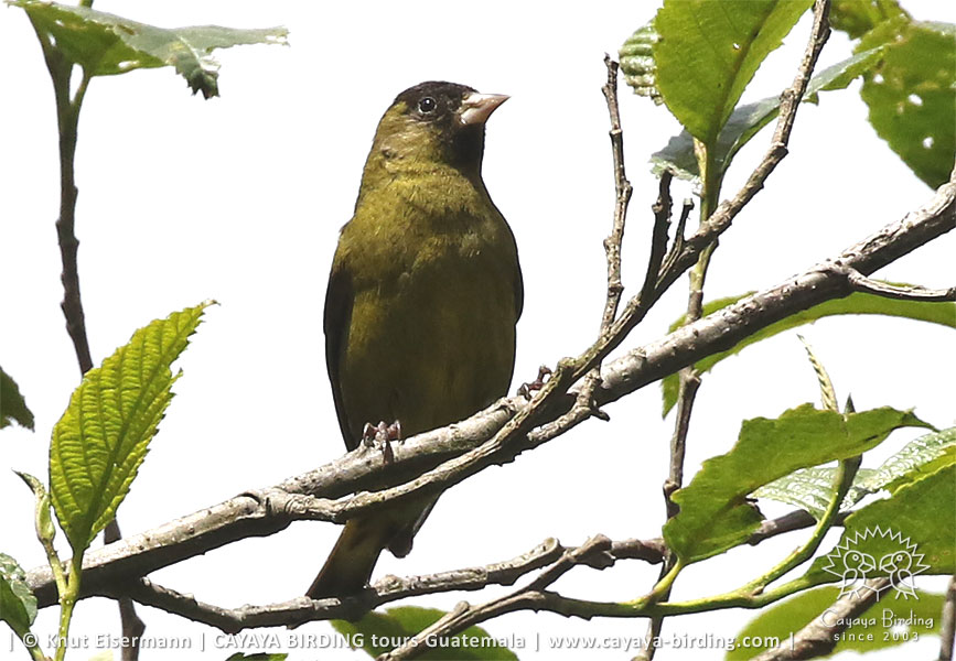 Guatemalazeisig, CAYAYA BIRDING Tagestouren zur Vogelbeobachtung von Antigua und Guatemala Stadt