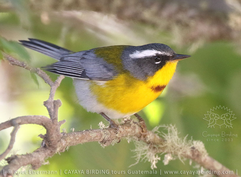 Schmuckwaldsänger, CAYAYA BIRDING Tagestouren zur Vogelbeobachtung von Antigua und Guatemala Stadt