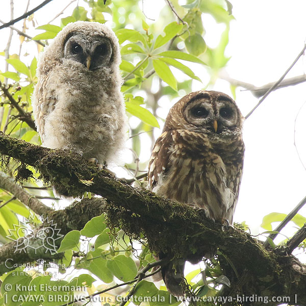 Gelbkauz, CAYAYA BIRDING Tagestouren zur Vogelbeobachtung von Antigua und Guatemala Stadt
