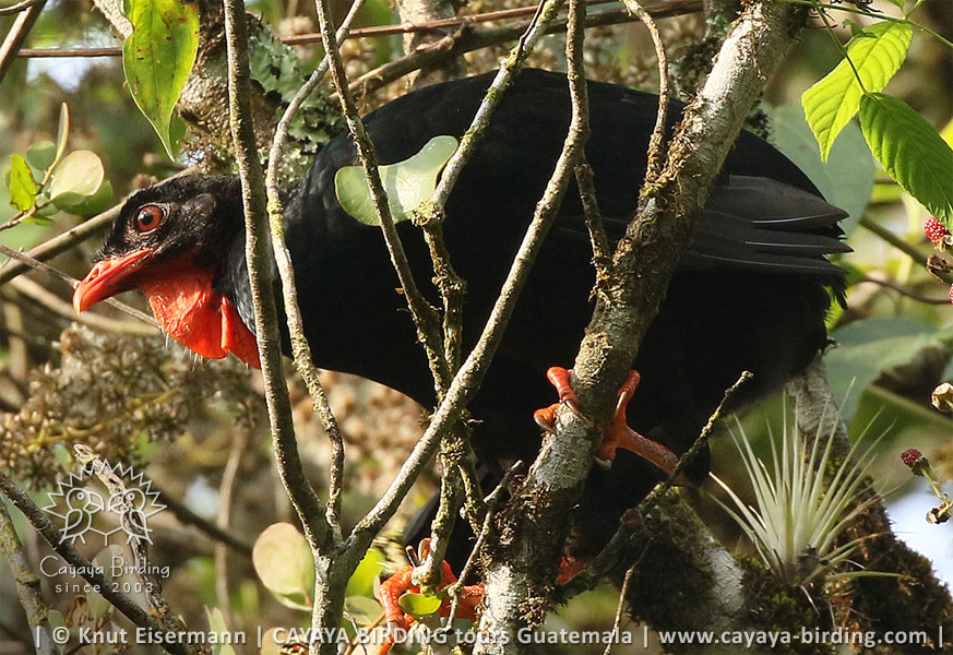 Schluchtenguan, CAYAYA BIRDING Tagestouren zur Vogelbeobachtung von Antigua und Guatemala Stadt