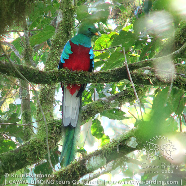 Quetzal, CAYAYA BIRDING Tagestouren in der Umgebung des Atitlán-Sees