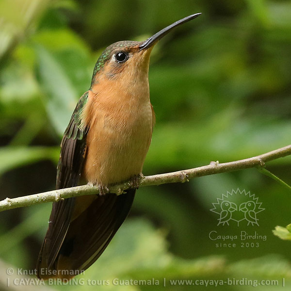 Buntschwanz-Degenflügel, CAYAYA BIRDING Zielarten-Touren in Guatemala