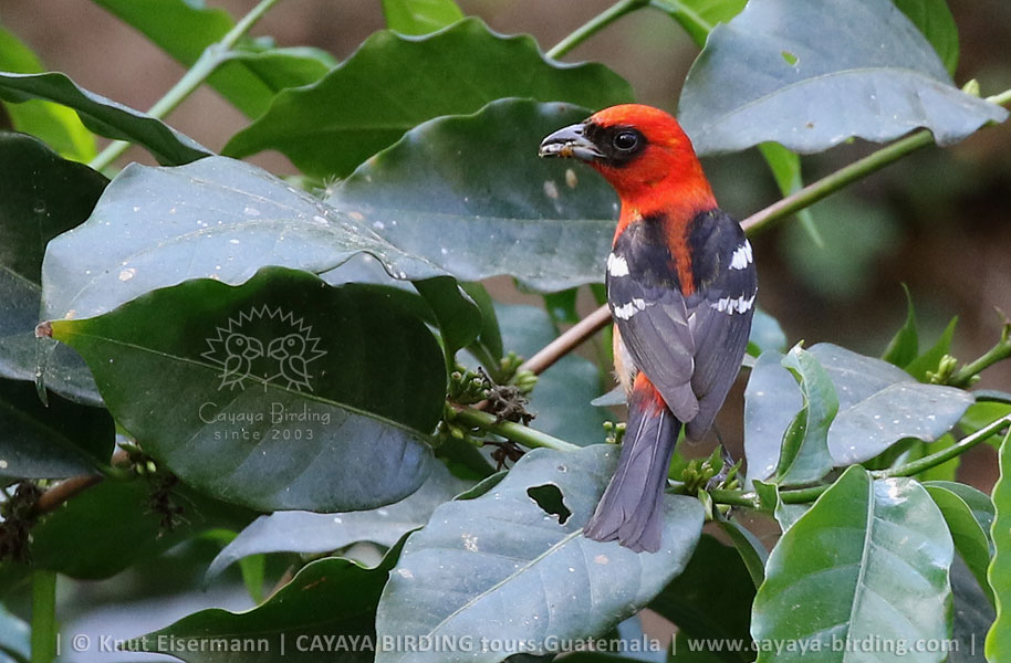 Weißbindenkardinal, CAYAYA BIRDING Tagestouren zur Vogelbeobachtung von Antigua und Guatemala Stadt
