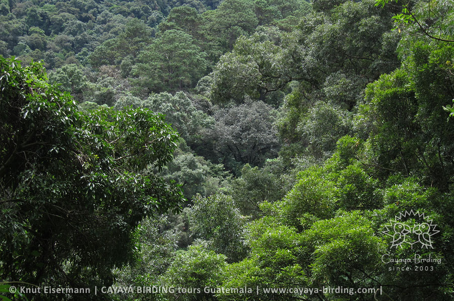 Eichenwald, CAYAYA BIRDING Tagestouren zur Vogelbeobachtung von Antigua und Guatemala Stadt