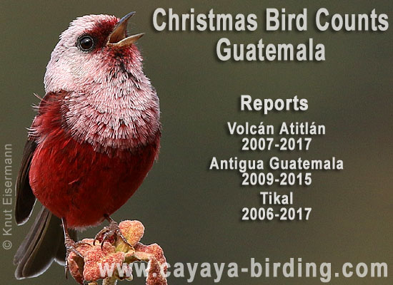 Christmas Bird Counts in Guatemala