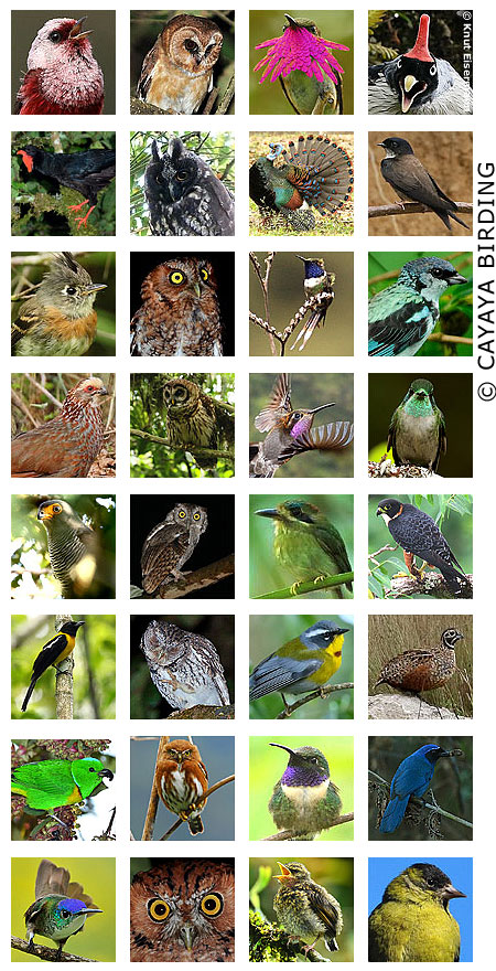 CAYAYA BIRDING highlights: birds of Guatemala