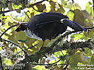 Zapfenguan, von Kevin Easley, CAYAYA BIRDING Tour 2010