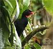 Schluchetnguan im Nebelwald, CAYAYA BIRDING Tour