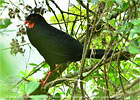 Schluchtenguan im Nebelwald, CAYAYA BIRDING tour