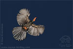 Highland Guan in flight, CAYAYA BIRDING tour