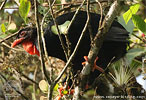 Schluchtenguan im Nebelwald, CAYAYA BIRDING tour