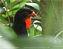 Schluchtenguan am Boden, CAYAYA BIRDING Tour