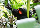 Schluchtenguan bei Gefiederpflege, CAYAYA BIRDING Tour