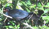 ruhender Schluchtenguan, CAYAYA BIRDING Tour