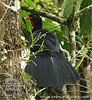 Schluchtenguan Schwanz fächern, CAYAYA BIRDING Tour