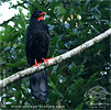 Schluchtenguan aufrechte Sitzposition, CAYAYA BIRDING Tour