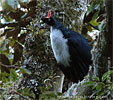 rufender Zapfenguan, CAYAYA BIRDING Tour 2017