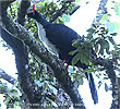 Zapfenguan, CAYAYA BIRDING Tour 2017