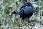 Altvogel des Zapfenguans, CAYAYA BIRDING Tour 2017