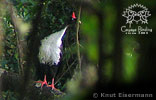 Zapfenguan, CAYAYA BIRDING tour 2006