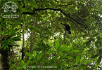 Zapfenguan, CAYAYA BIRDING Tour 2007