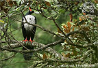 Zapfenguan Altvogel, CAYAYA BIRDING Tour 2017